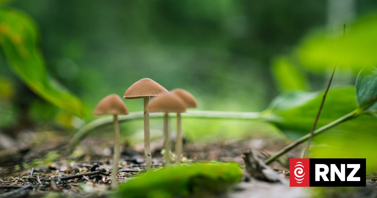 Punga Cove worker Justus Casale died after eating toxic mushrooms, coroner finds
