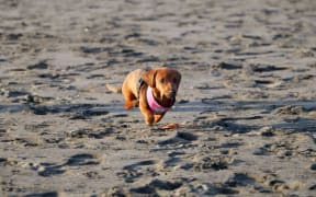 A dog runs on a beach.
