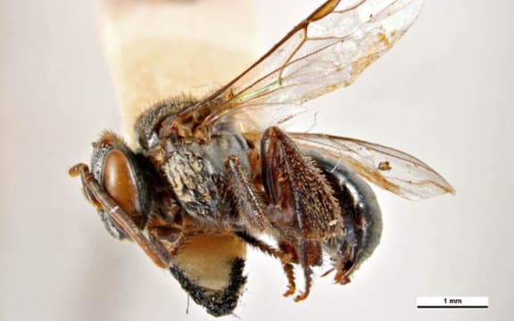 Tetragonula hockingsi