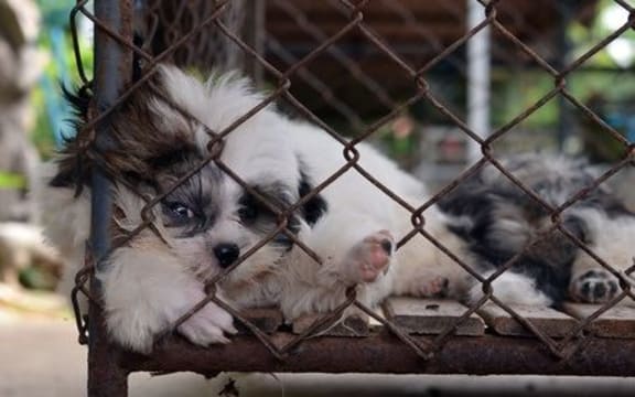 Puppy mill (file photo)
