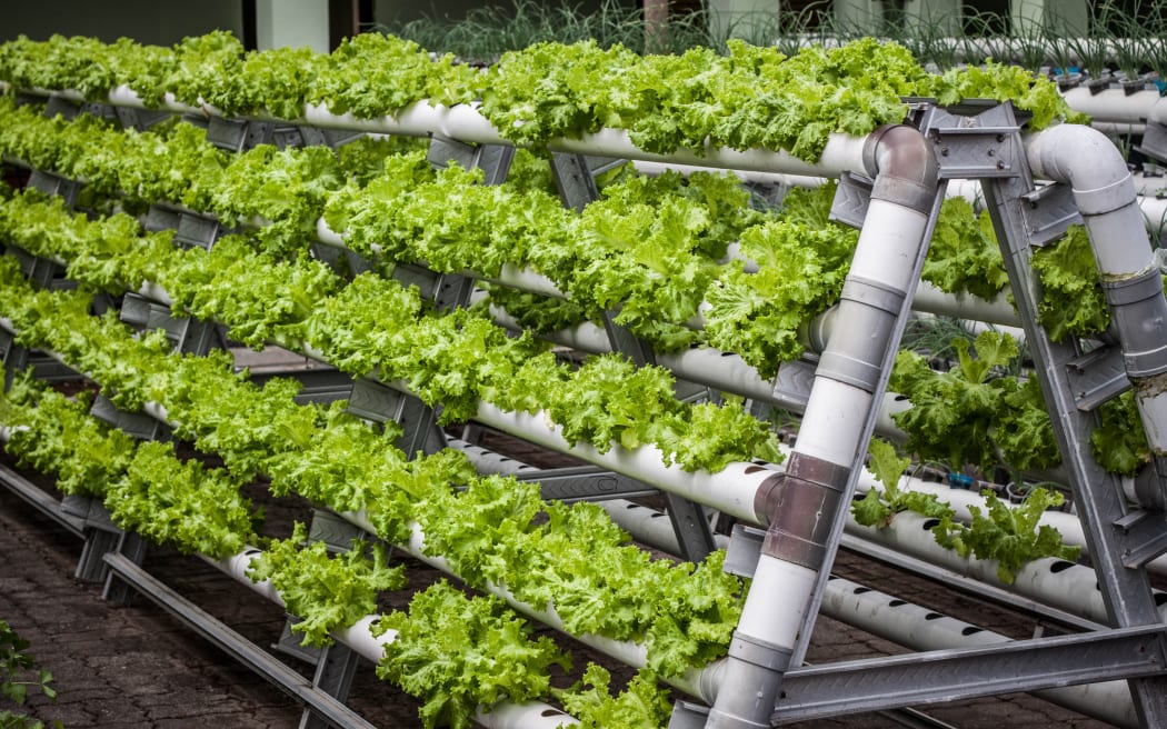 A vertical garden