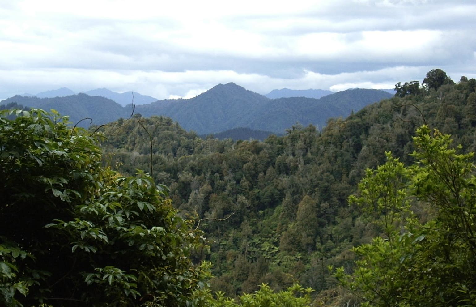 Deep In Te Urewera National Park, looking towards East Cape