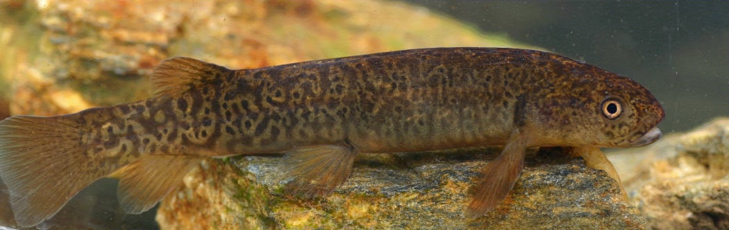 Dusky Galaxias