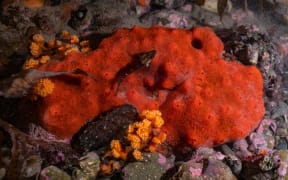 Sea sponge used in Wellington microplastics study