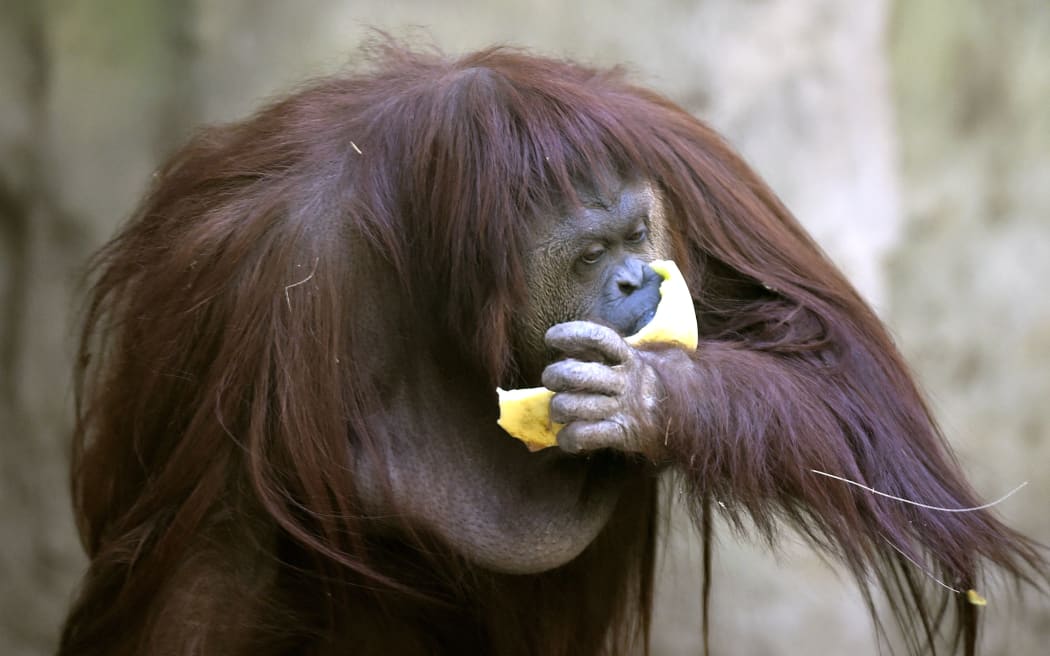 Sandra, a 29-year-old orangutan, is pictured at Buenos Aires' zoo, on December 22, 2014.