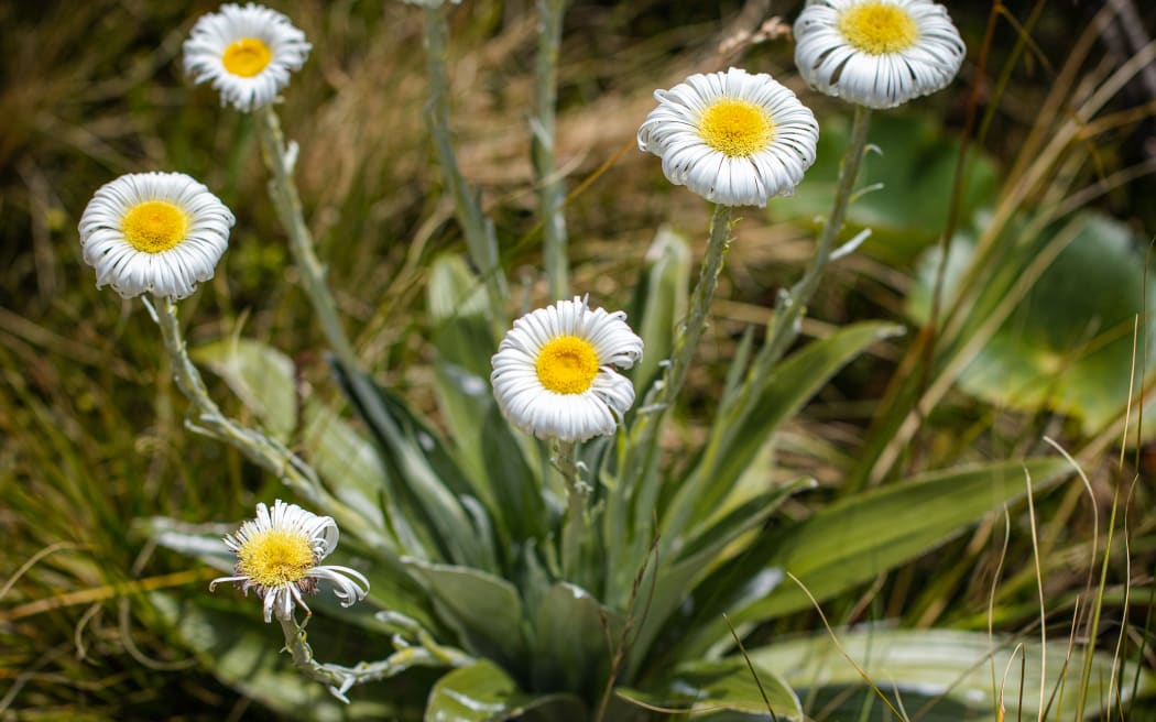 Flowering Tīkumu.