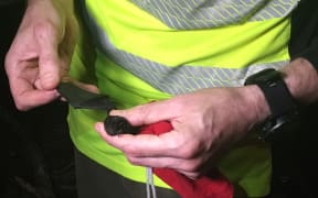 Ian Davidson Watts with a long-tailed bat.