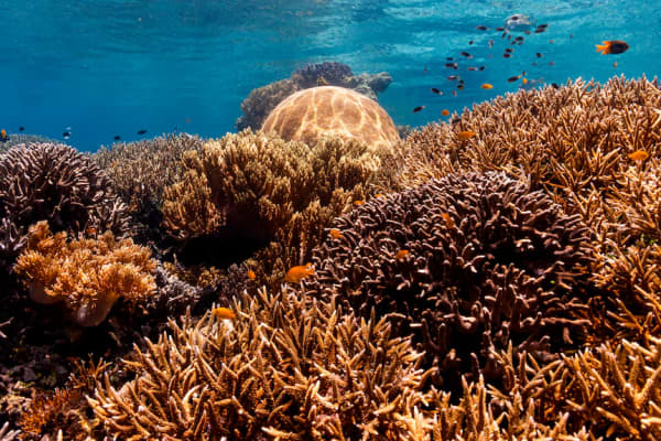 “My lifetime has coincided with the great age of ocean discovery," Attenborough says of his extraordinary career (