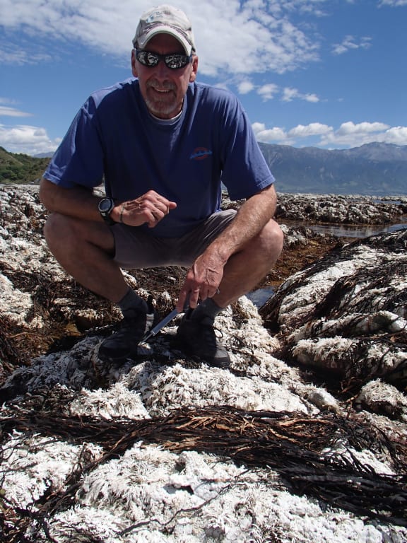 David Schiel surveys dead seaweeds and coralline turf.