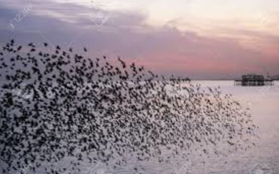murmuration