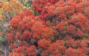 rata trees in south westland