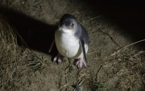 The little blue penguin is the world's smallest penguin, and generally comes ashore at night.