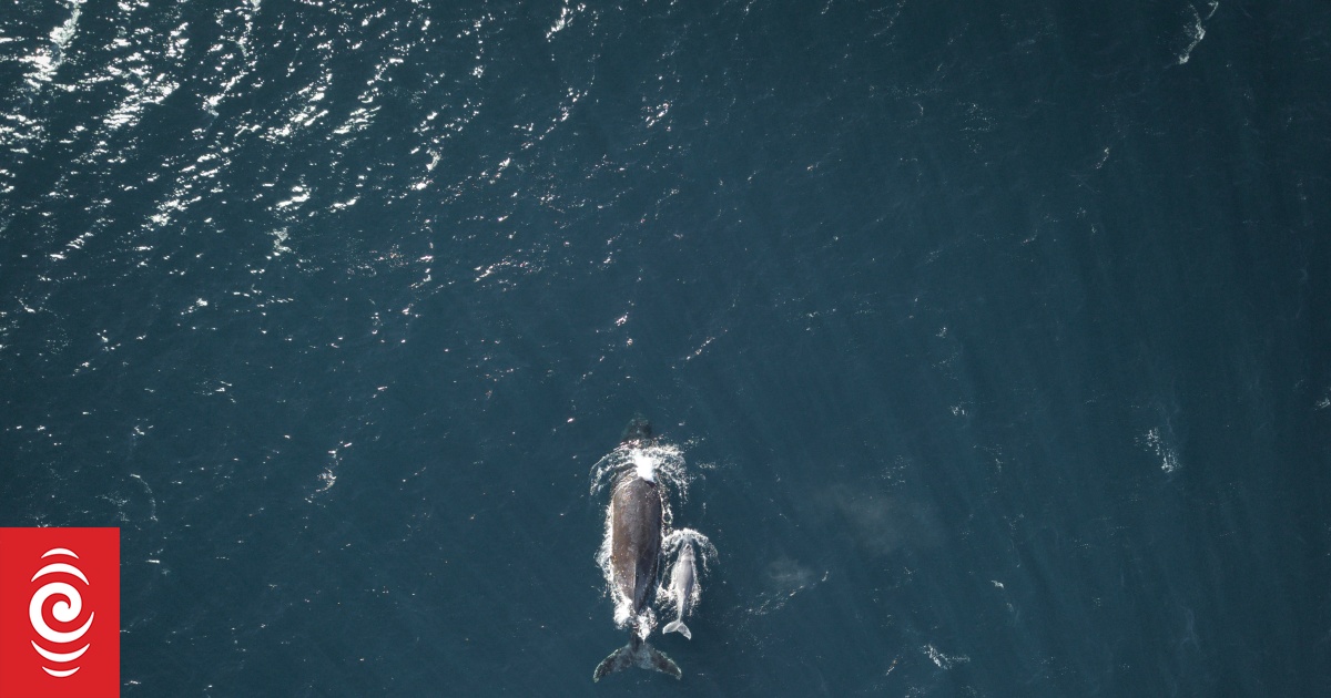 لماذا تنفخ الحيتان الأعشاب البحرية على رؤوسها؟