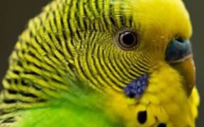 A yellow budgie