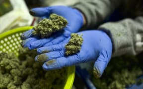 A cannabis worker displays fresh cannabis flower buds that have been trimmed for market in Gardena, California.