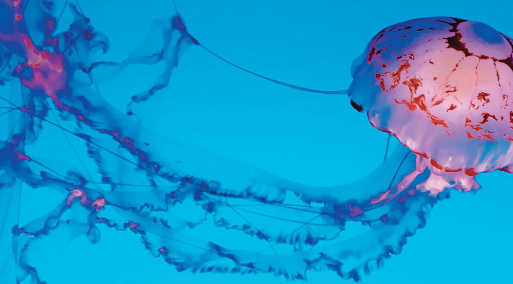 Taonga Moana - A Love Letter to the Oceans; part of the Auckland Arts Festival, on 6 March, 2021.