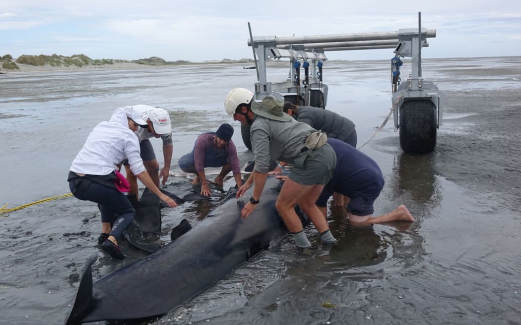Hundreds of volunteers turned out to help with efforts to refloat the whales.