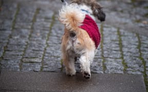 06 December 2022, Mecklenburg-Western Pomerania, Greifswald: A dog is running on a rain-soaked road. Photo: Stefan Sauer/dpa (Photo by STEFAN SAUER / DPA / dpa Picture-Alliance via AFP)