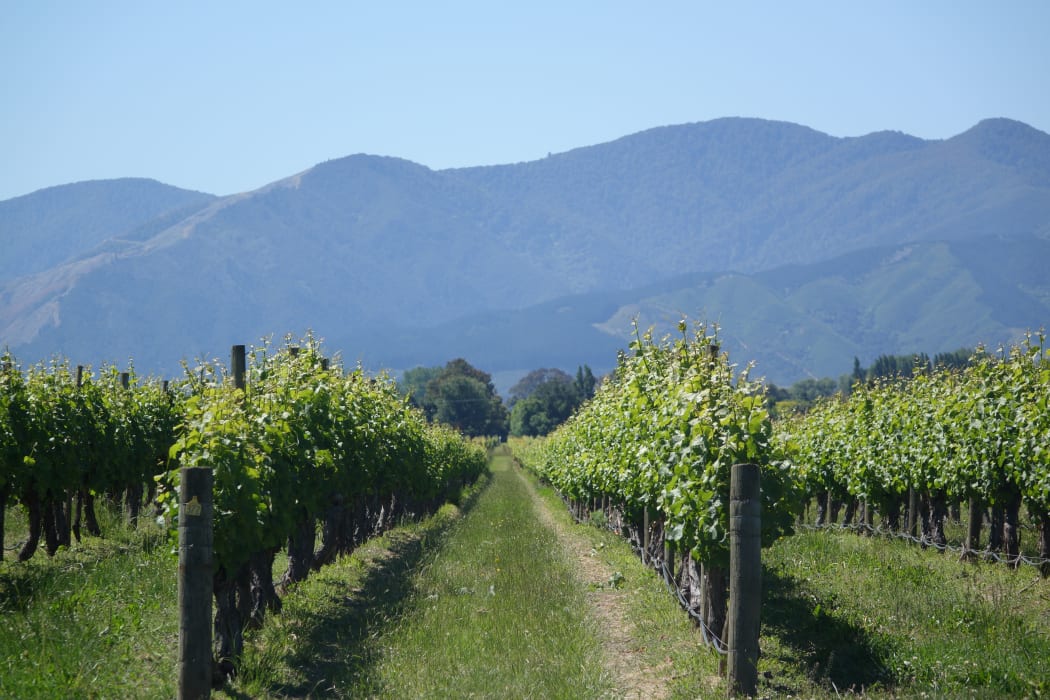 The head of Wine Marlborough says growth in demand from the US has helped drive huge growth in New Zealand wine exports.