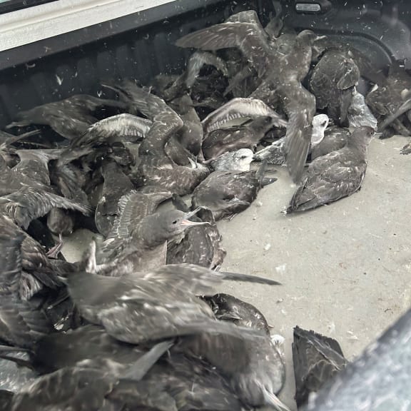 Birds believed to be migrating south to the Tītī/Muttonbird Islands were found in Central Otago, northern Southland and the Lakes District after a wintry blast hit the region.