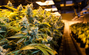 Indoor Marijuana bud under lights. This image shows the warm lights needed to cultivate marijuana.
