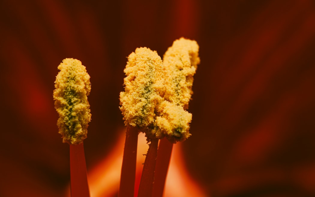An extreme close-up of pollen covering the stamen structures inside a flower.