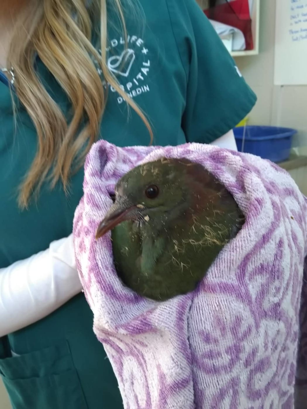 Kereru at Dunedin Wildlife Hospital
