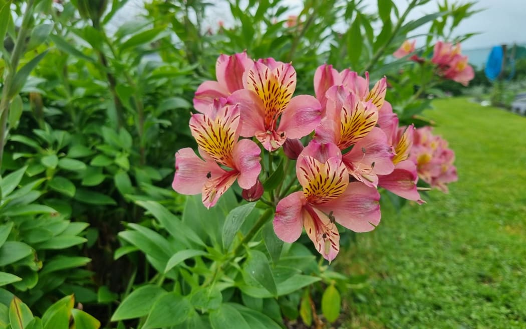 The Bee Valley Flower Farm has proven a magnet for bumble bees.