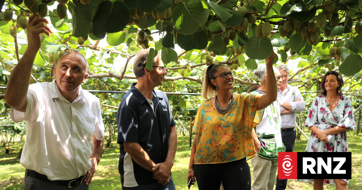 Pre-harvest karakia brings together team at Pukerau kiwifruit Orchard - RNZ by Northland Reporter