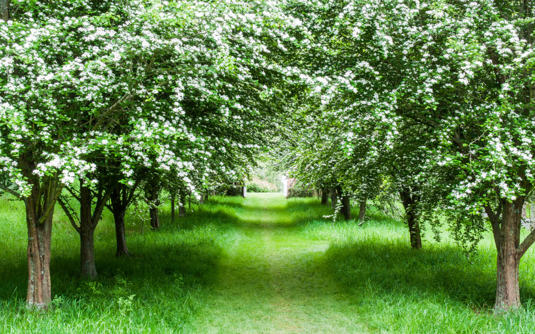 Barewood Garden, Awatere Valley