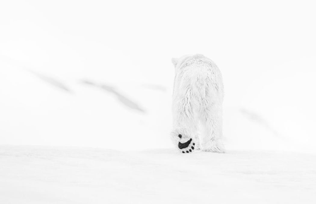 A photograph by David Yarrow of 78 Degrees North of a polar bear taken in Norway.