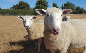Sheep being fed plums in dry Waikato