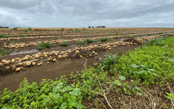 Onions that had been left out to dry in the fields were strewn across paddocks and roads by the floodwaters and storm.