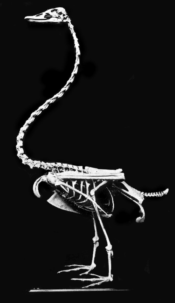 The mounted bones of an extinct poūwa.