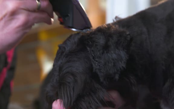 Dog grooming is back on under level 3 in Auckland.