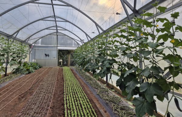 Across various garden beds and inside greenhouses, Roebuck Farm grows a range of green goodies including lettuce, mustard, kale, rocket, zucchini, microgreens, radishes, carrots, turnips, onions and more.