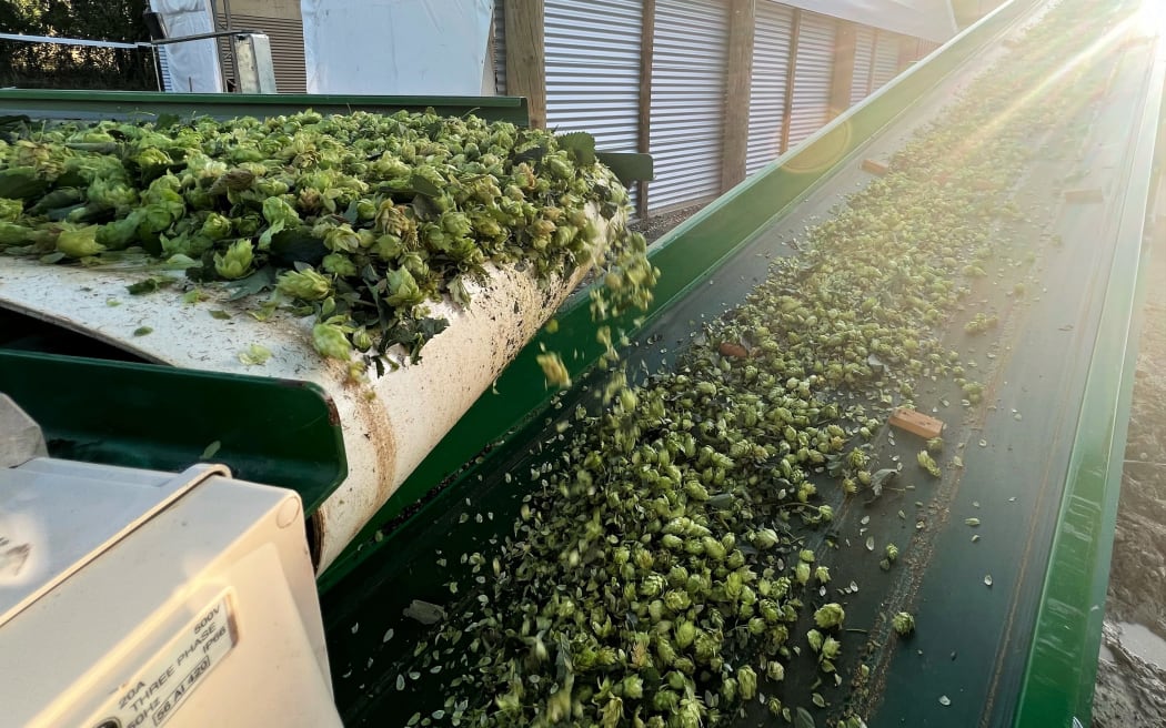 Hop Harvesting