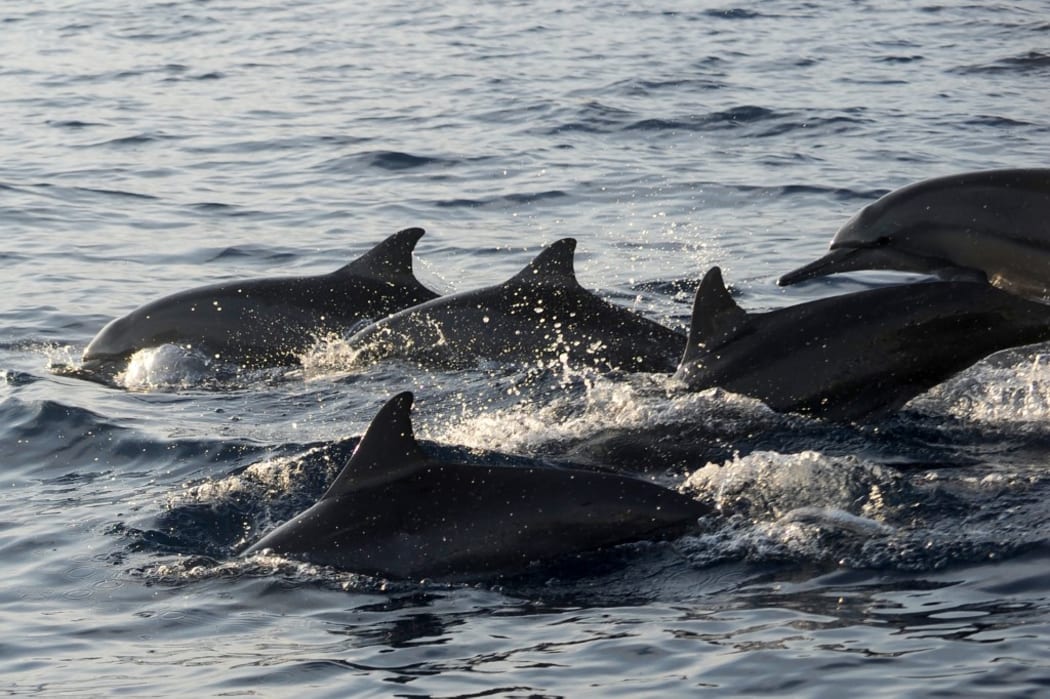 Dolphins swim alongside traditional boats transporting tourists during a dolphin-watching excursion at sunrise in the waters off Lovina Beach on Bali island's Singaraja regency on October 30, 2020. (Photo by SONNY TUMBELAKA / AFP)