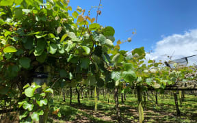 A kiwifruit orchard is nearing the end of flowering.