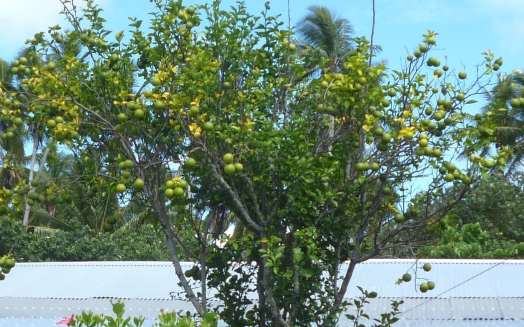 A typical orange tree in Tonga