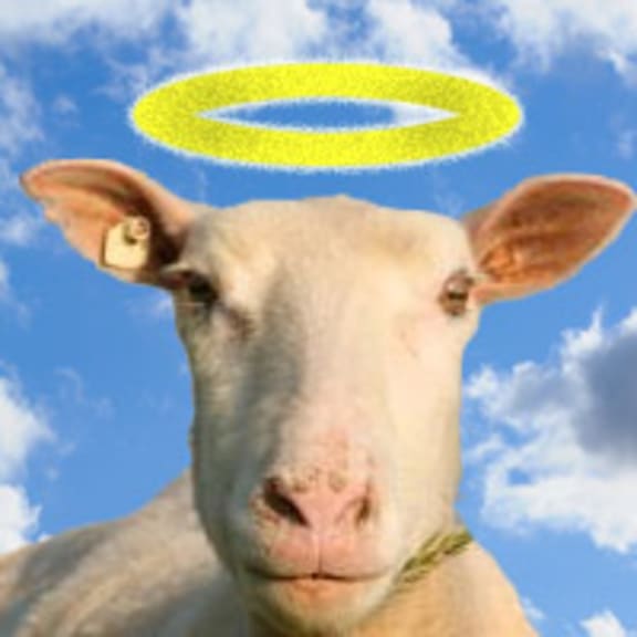 Photo for Sheep Heaven