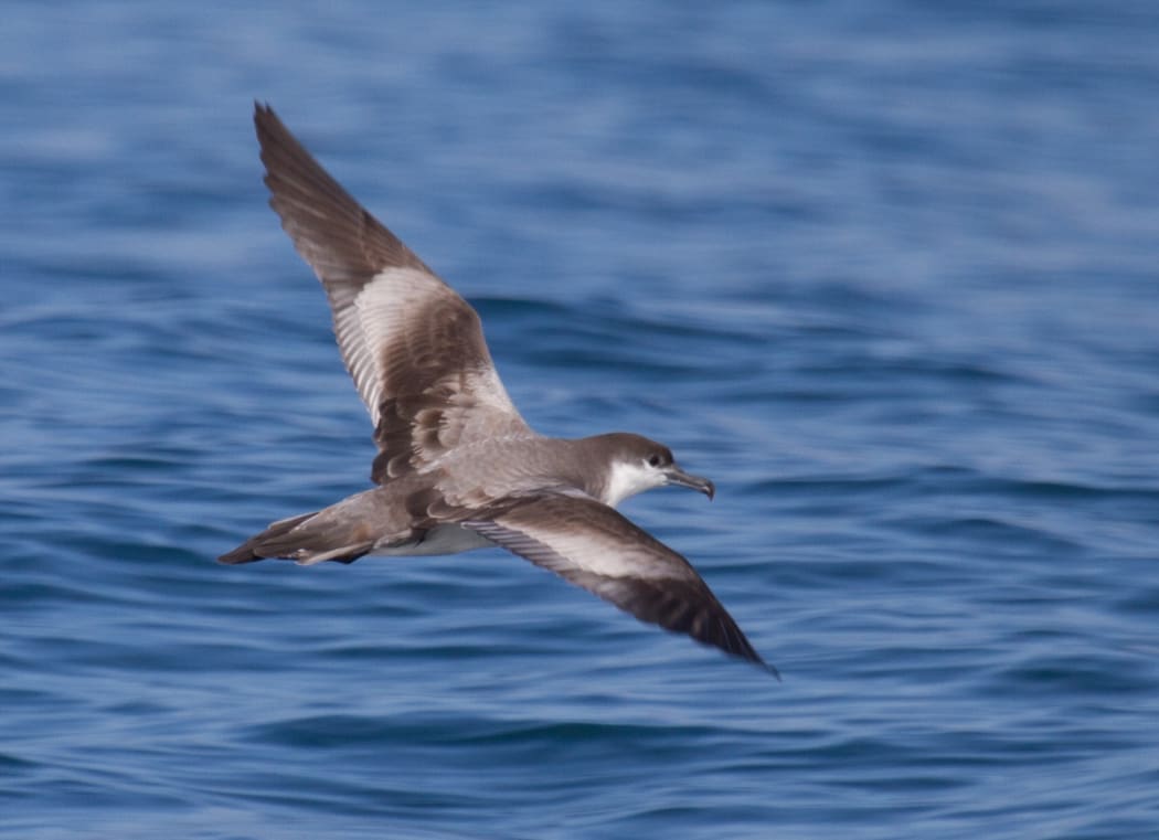 Buller's shearwater in flight