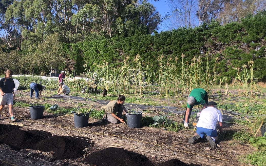 At work in the vegetable beds