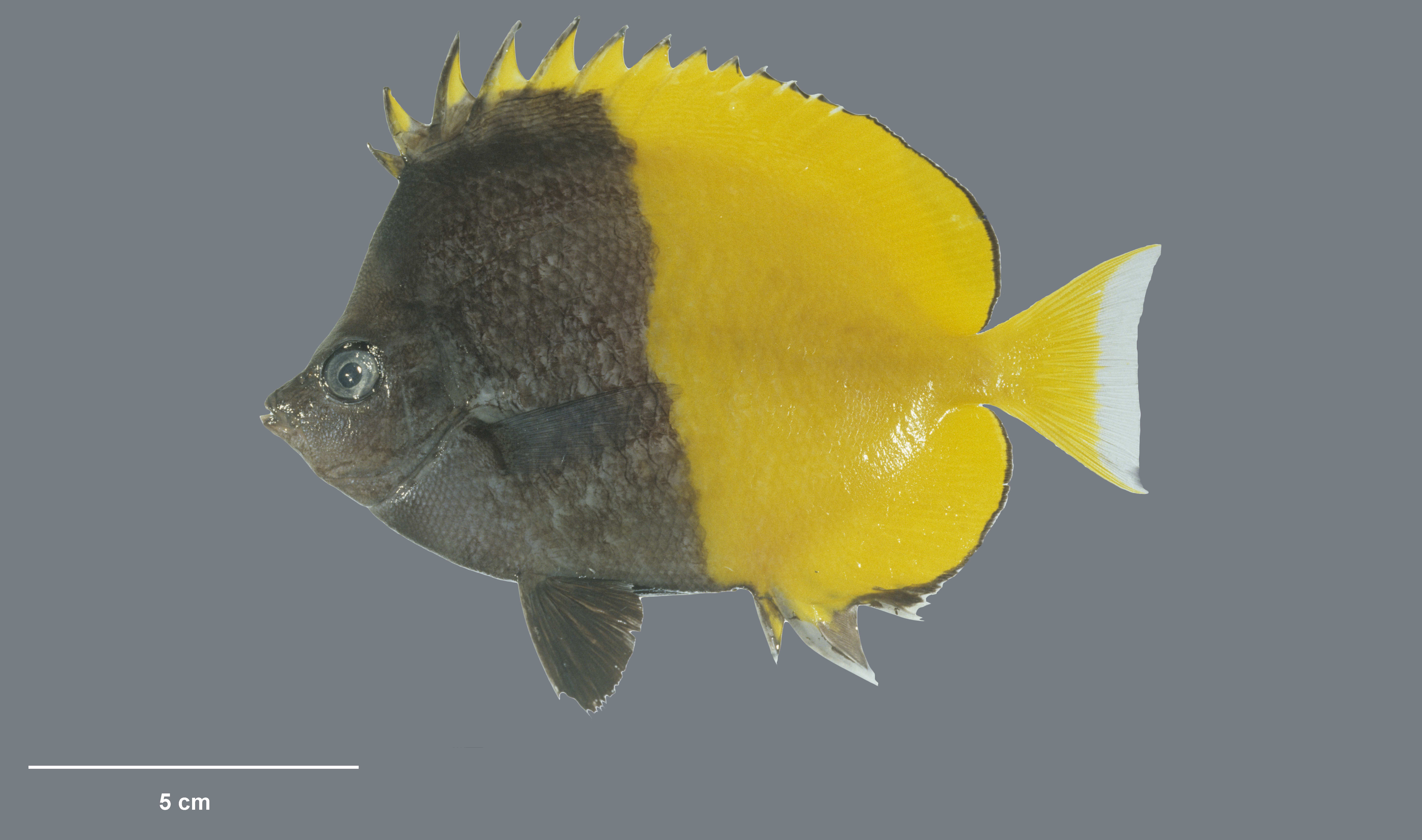 Smith’s butterflyfish (Chaetodon smithi - Randall, 1975, collected 15 May 1994, Ducie Island, Pitcairn Group, Pitcairn)