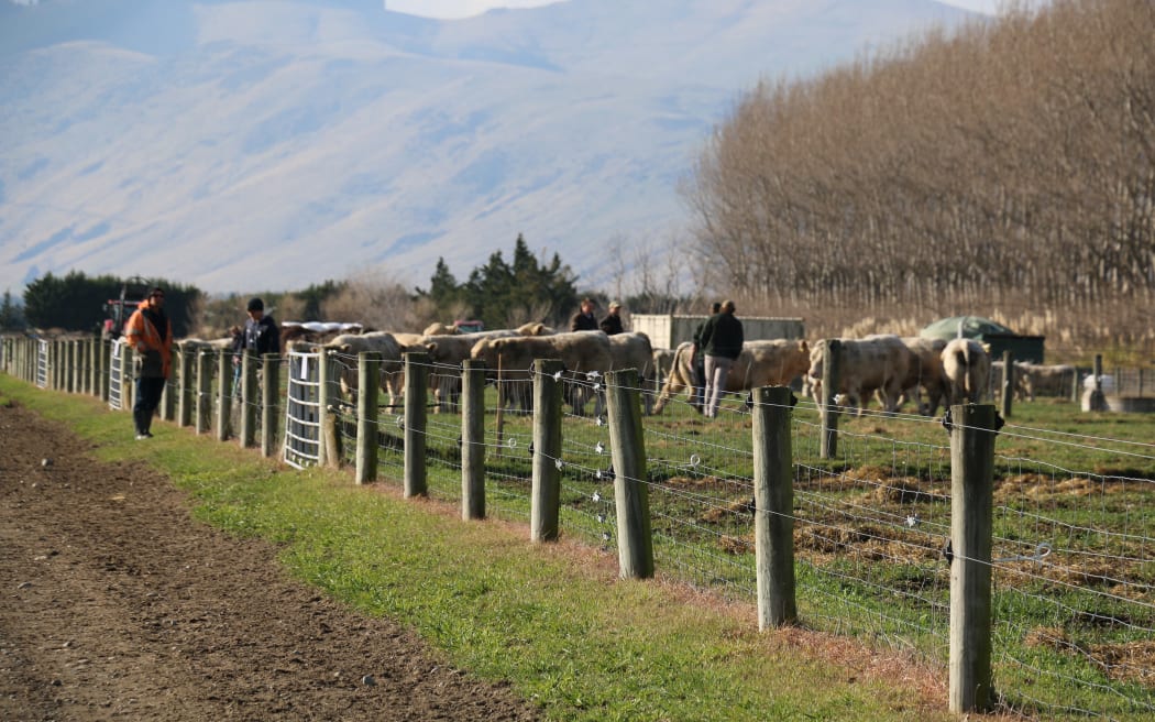 Silverstream Bull sale