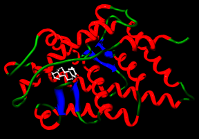 Alison Heather has developed bio-assays to detect designer steroids that rely on them binding to the human androgen receptor (seen here in this ribbon diagram binding to testosterone), thus showing androgenic activity.