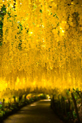 Laburnum Arch at Bodnant Garden in Wales