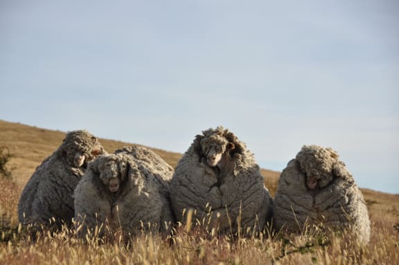 Big Ben (at right) is one of four sheep captured after five years at large.