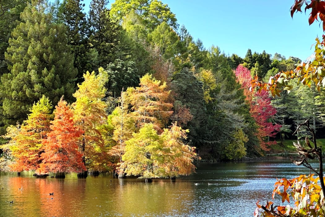 McLaren Falls Park, Tauranga - Autumn foliage, North Island, New Zealand.