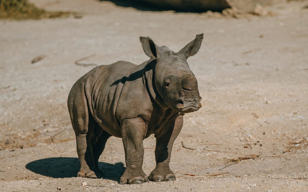 A zoo experience with Auckland Zoo's new baby rhino was the sixth most viewed auction of the year on Trade Me.